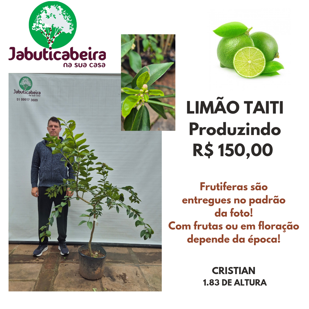 Limão Taiti