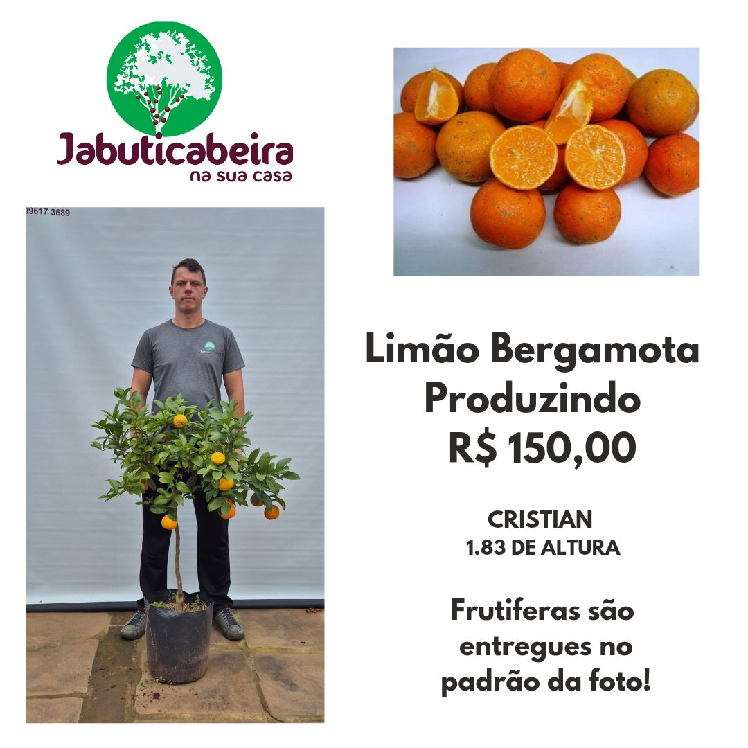 Limão Bergamota