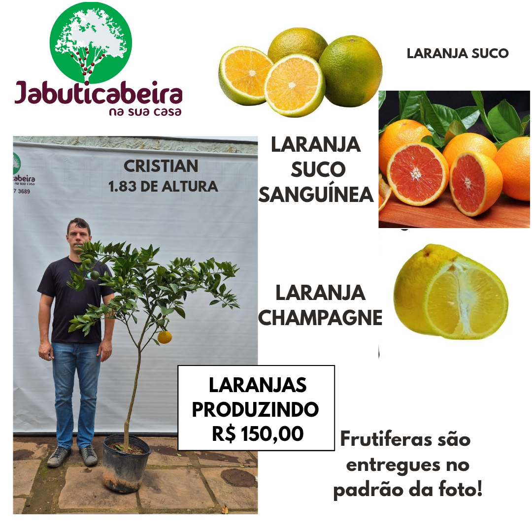 Laranja Suco