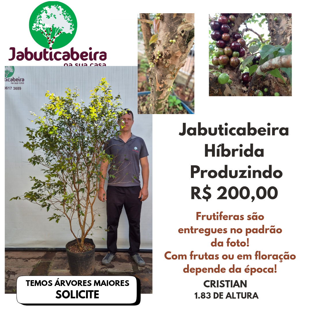 Jabuticabeira Hibrida 