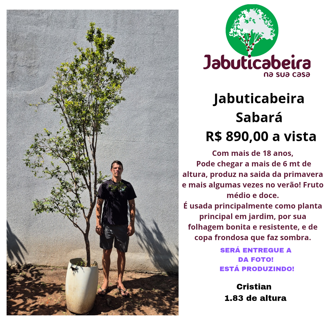 Jabuticabeira Sabará