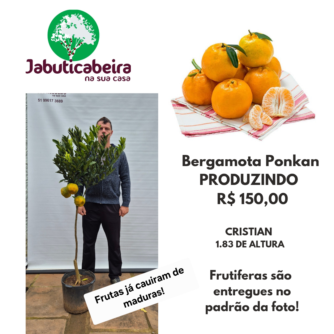 Bergamota Ponkan