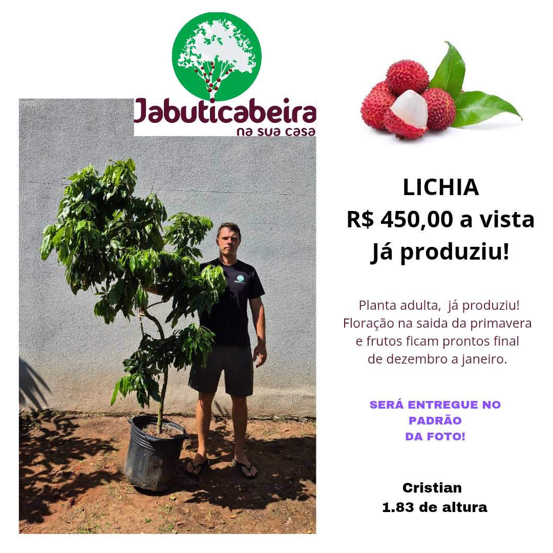 Lichia